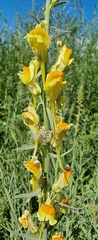 Linaria