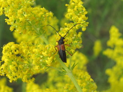 Stenurella jaegeri