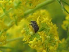 Charagochilus