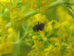 Charagochilus