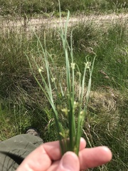 Juncus filiformis