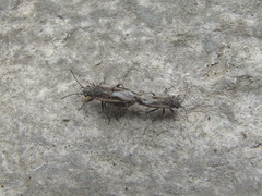 Ortholomus punctipennis