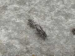 Ortholomus punctipennis