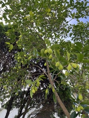 Aquilaria