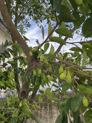 Aquilaria