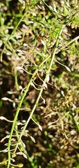Lepidium pseudotasmanicum