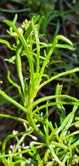 Lepidium pseudotasmanicum