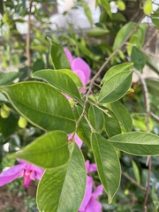 Aquilaria