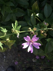 Malva sylvestris