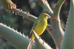 Brimstone Canary photo 3