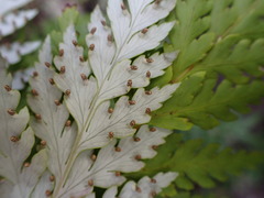 Loxsoma cunninghamii