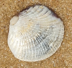 Gafrarium pectinatum
