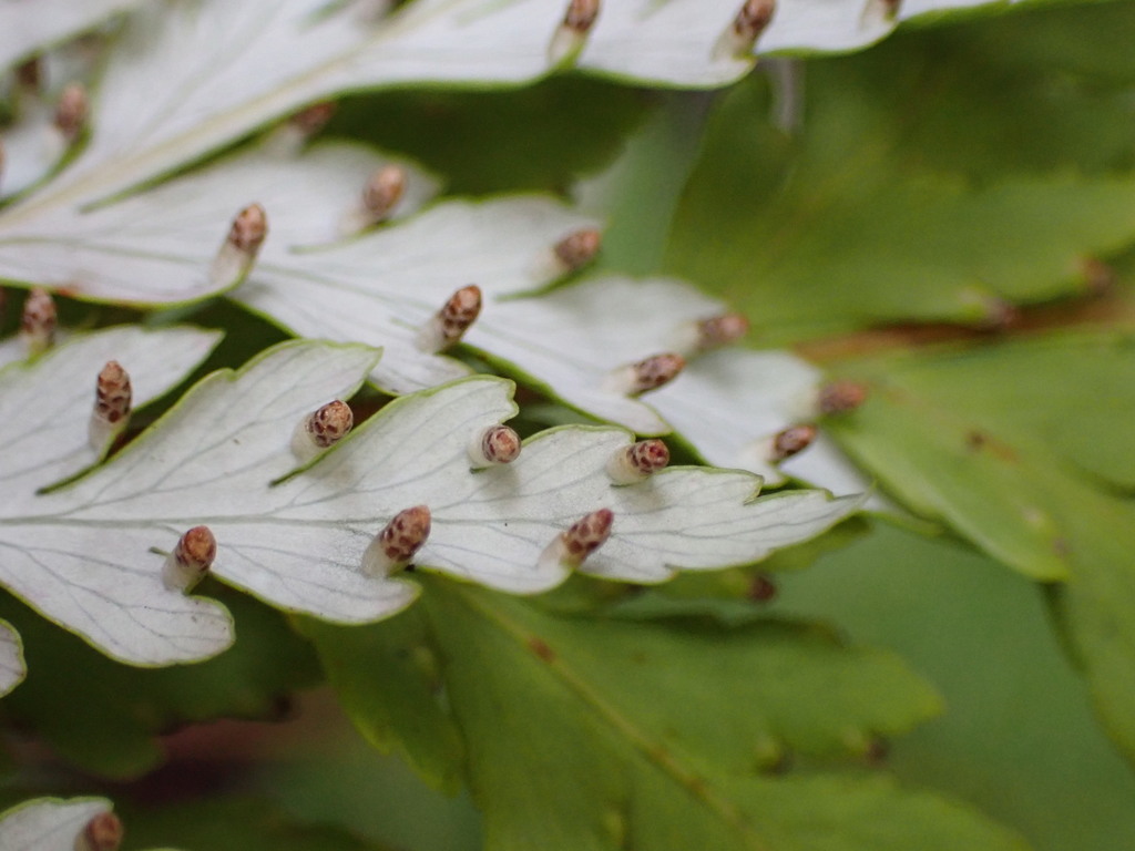 Loxsomataceae
