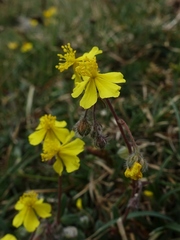 Helianthemum oelandicum