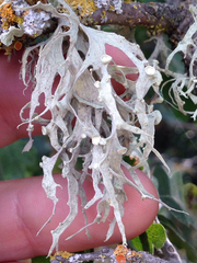 Ramalina leptocarpha