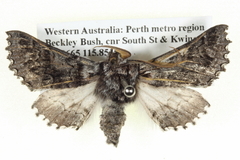 Dinophalus bathrosema