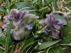 Ajuga pyramidalis