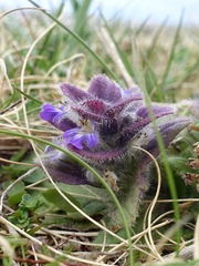 Ajuga pyramidalis