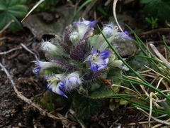 Ajuga pyramidalis