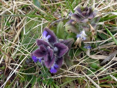 Ajuga pyramidalis