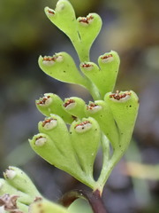 Lindsaea viridis
