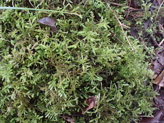 Camptochaete arbuscula