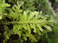 Camptochaete arbuscula