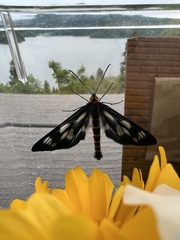 Cystidia stratonice stratonice