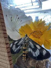 Cystidia stratonice stratonice