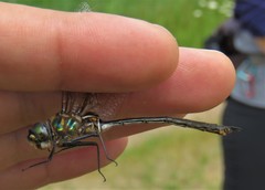 Somatochlora franklini
