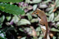 Dendrogale murina