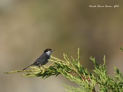 Curruca melanocephala