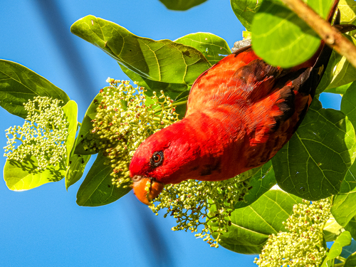 Violet-necked Lory (Trichoglossus squamatus), photo 10