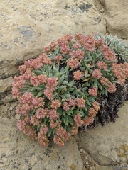 Eriogonum flavum flavum