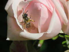 Andrena gravida