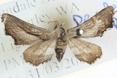 Dinophalus cyanorrhoea
