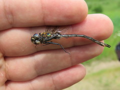 Somatochlora franklini