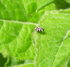 Anthrenus scrophulariae