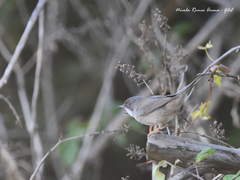 Curruca melanocephala