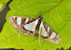 Glyphodes bicolor