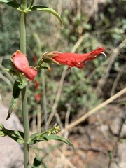 Penstemon barbatus