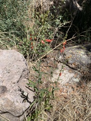 Penstemon barbatus