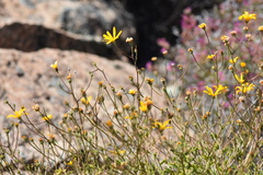 Osteospermum grandiflorum