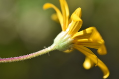 Osteospermum grandiflorum
