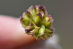 Osteospermum grandiflorum