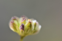 Osteospermum grandiflorum