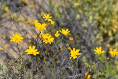 Osteospermum grandiflorum