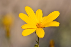 Osteospermum grandiflorum