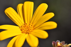 Osteospermum grandiflorum