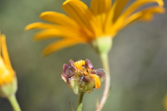Osteospermum grandiflorum